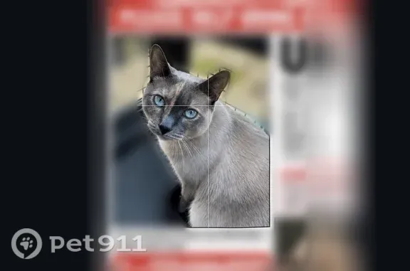Lost female cat, Research Road, Frisco — Siamese and declawed - photo