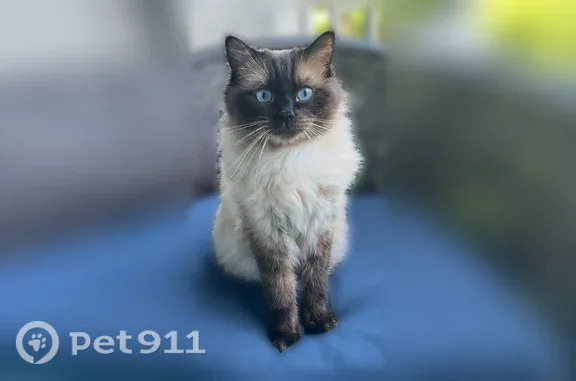 Lost cat, Namonee Trail, 2, Putnam — seal point Ragdoll with big blue eyes - photo