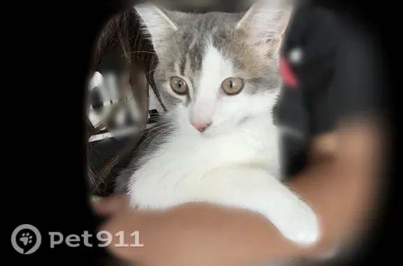 Lost cat, Taylor, Michigan, Martin — female with pink paws - photo