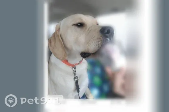 Lost male dog, Ivy Road, 16768, Milaca — white markings on shoulders and head - photo