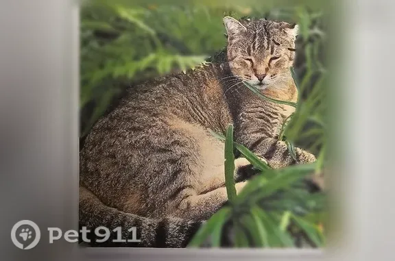 Lost and found pets Dallas, photo: Lost cat, Alta Oaks Drive, 9208, Dallas — male with a crumpled left ear