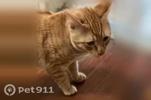 Lost and found pets Valley Stream, photo: Lost cat, South Terrace Place, 51, Valley Stream — orange male cat