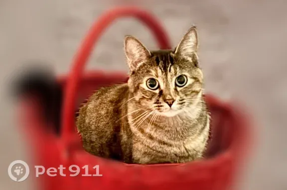 Lost cat, Glastonbury, Connecticut, Providence — female multicolor tortoiseshell - photo