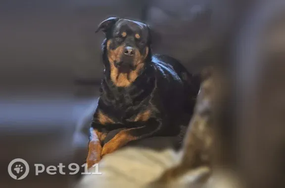 Lost female dog, Klam Road, 6627, Otter Lake, Otter Lake — Rottweiler - photo