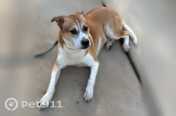 Found dog Fort Mill, photo: Found dog, Lazy Day Court, 1005, Fort Mill — friendly male with a distinctive collar