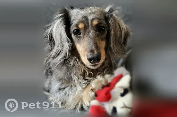 Lost dog, Centennial Terrace, 673, Long Prairie — female miniature Dachshund in a cranberry harness - photo