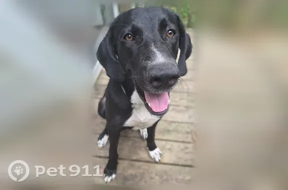 Found dog Ocoee, photo: Found dog, Sid Shannon Road, 263, Old Fort, Nashville — male with white feet and chest