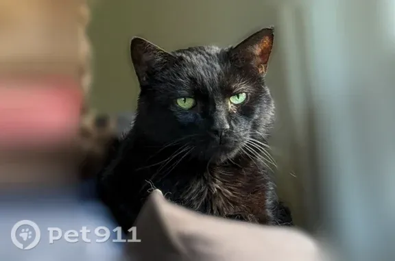 Lost and found pets Arbutus, photo: Lost cat, Leeds Terrace, 1242, Arbutus — all-black shorthair male with green eyes