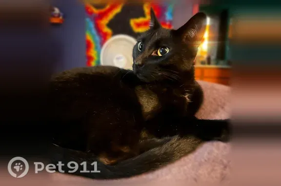 Lost cat, female, Midvale Terrace, 2211, Henderson, Las Vegas — white chest patch - photo