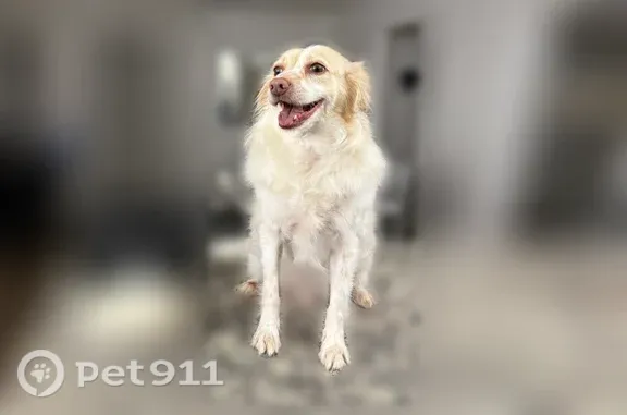 Missing dog Euless, photo: Lost male dog, Commerce Street, 713, Euless, Euless — long fluffy fur