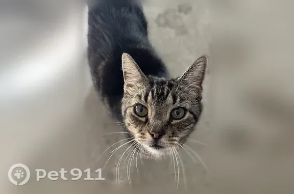 Lost cat, Farrington Avenue, 4705, Indianapolis — male, answers to Morgan - photo