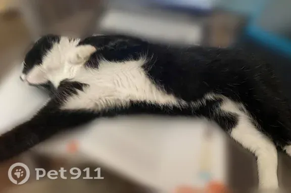 Lost and found pets Denver, photo: Lost cat, South Perry Street, 1085, Denver — neutered male with no collar or chip