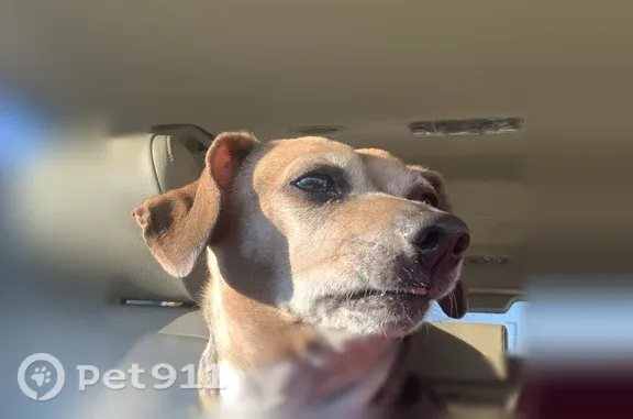 Lost and found pets Wichita, photo: Lost female dog, Northridge Drive, Andover, Wichita — cannot see well