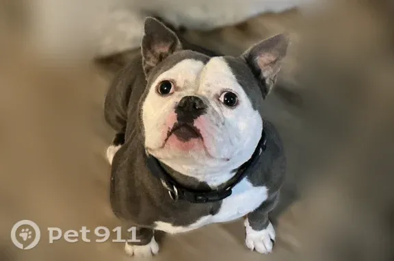 Lost Dog, West Shore Drive, 422, Belgrade — red collar with no tag - photo