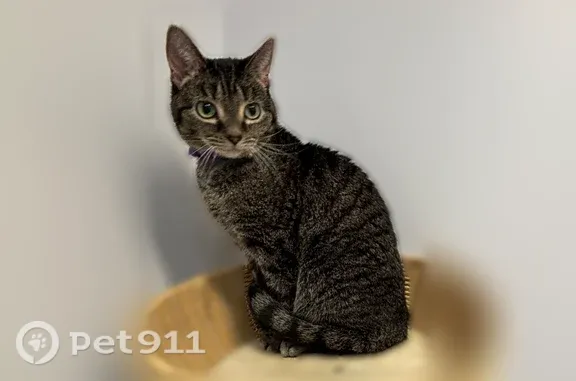 Lost female cat, Parker Road, 404, Sarver, Freeport — small tabby - photo