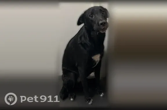 Lost male dog, South Mission Road, 4545, Nogales — black and skittish - photo