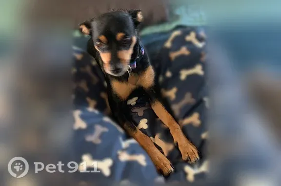 Lost dog, Marchbanks Drive 1540, Walnut Creek — female miniature pinscher mix with blue light-up collar - photo