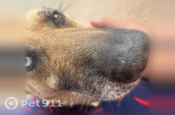 Lost dog, Camino Lito Galindo, 590, Rio Rico — female with one blue eye and one brown eye - photo