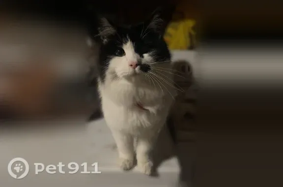 Lost and found pets Medford, photo: Lost cat, male, Hale Way, White City, Medford — pink nose