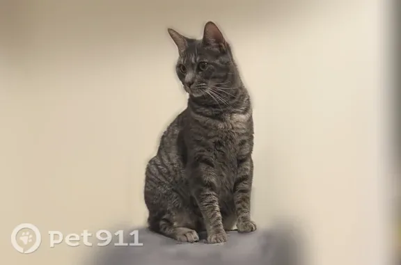 Lost cat, Reflection Way, 998, Osprey, Osprey — female with a big appetite - photo