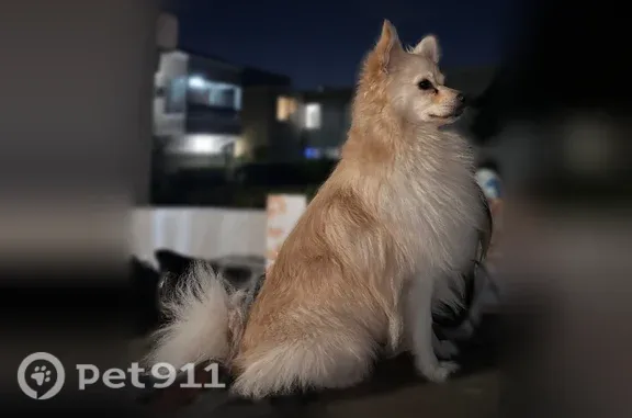 Missing dog San Jose, photo: Lost Dog, Menker Avenue, 392, San Jose — friendly male dog
