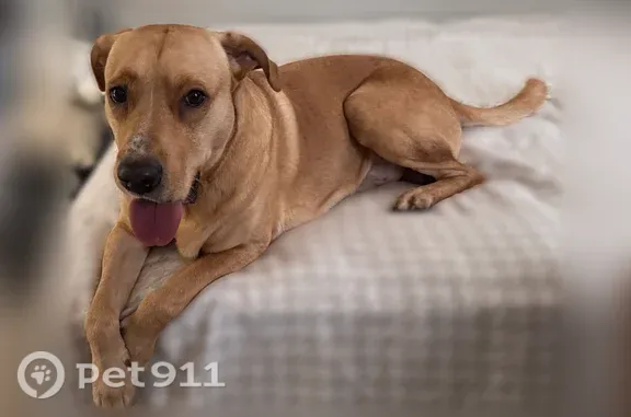 Lost and found pets Irving, photo: Found male dog, Irving — near Coffee Cove on Las Colinas Blvd