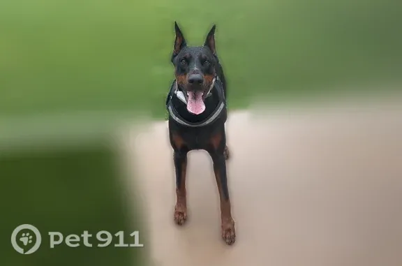 Lost male dog, Bear Creek Lane, 2106, Arlington — no collar - photo