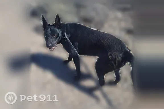 Lost dog, female, 2168 N. Maple, Huachuca City — black German shepherd mix - photo