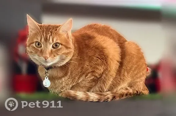 Lost cat, 1700 North Street, 745, Ogden, Ogden — male orange tabby with white face and neck - photo
