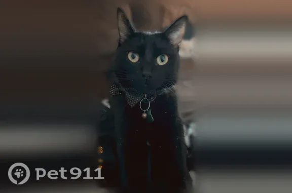 Lost cat, male, Delaware Avenue, 901, Suffolk — black, skittish and vocal - photo