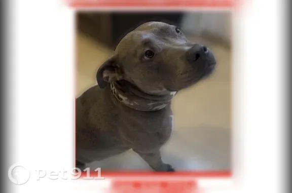 Lost dog, Southwest 105th Court, 15755, Miami, Hialeah — friendly male wearing a collar - photo