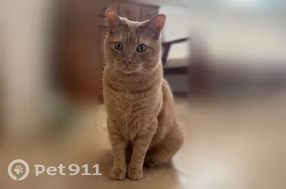 Lost and found pets Crystal, photo: Lost cat, Hopkins, Minnesota, Crystal — friendly, vocal male