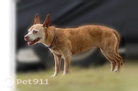 Lost and found pets Blythewood, photo: Lost female dog, Cogburn Road, 106, Columbia — older, red-brown coat