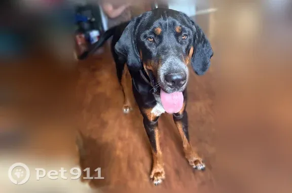 Lost and found pets Clarksville, photo: Found dog, River Rd off Hwy 149, Clarksville — large neutered male