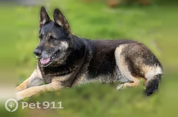 Lost dog, County Road 5008, 352, Cleveland — 11-year-old German Shepherd - photo