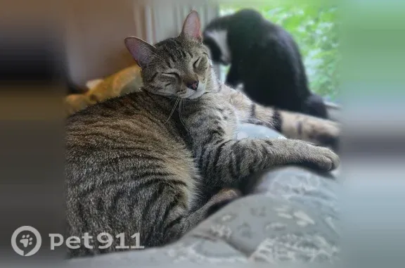 Lost male cat, Carriage Drive, Enfield, Windsor — light brown tiger-striped tabby - photo