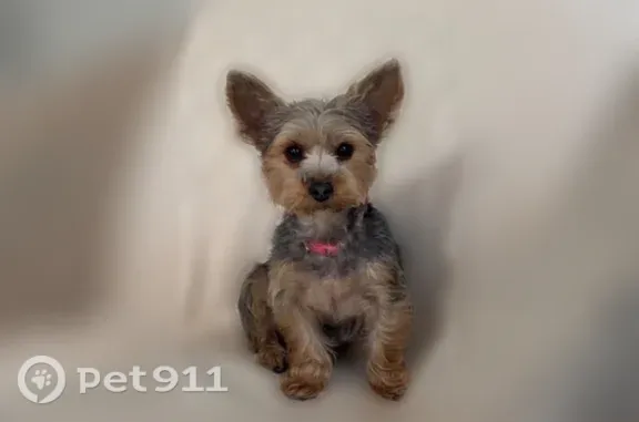 Lost dog, Chicago, Illinois — female with a pink collar and light pink nose spot - photo