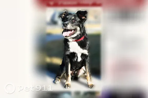 Lost dog, male, Lindon, Utah, Boise — brown facial markings - photo