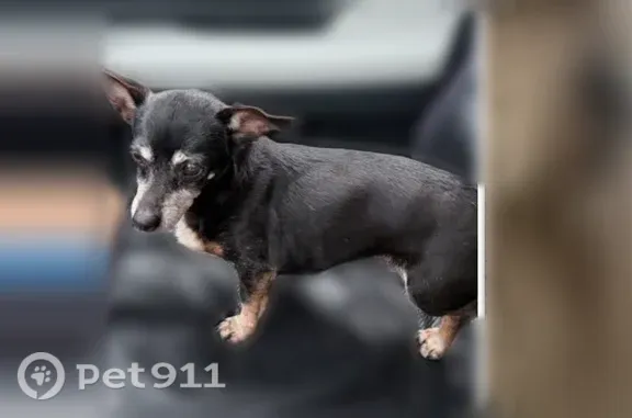 Lost dog, female, Hamilton Dairy Road, 2096, Hot Springs Village — black and tan with a grey muzzle - photo