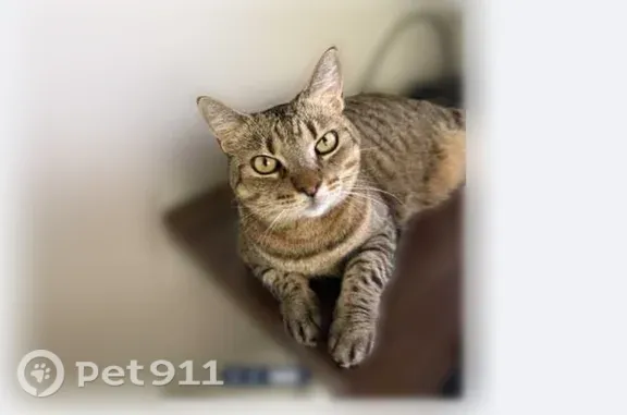 Lost and found pets Albuquerque, photo: Lost cat, Montaño Plaza Drive Northwest, 5713, Albuquerque — 11-year-old female, 10–12 lb