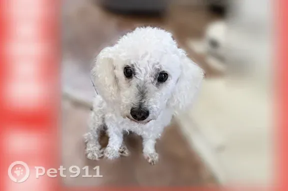 Lost and found pets Bakersfield, photo: Lost dog, Berkshire Road, 818, Bakersfield — white male poodle under 10 lbs