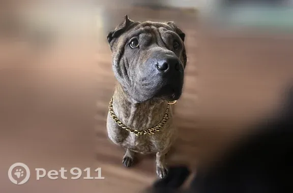 Lost dog, Searcy Drive, Killeen — male Shar Pei - photo