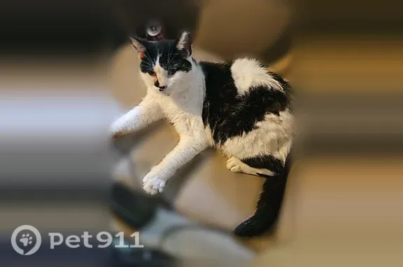 Lost and found pets Columbus, photo: Lost cat, Gatewood Avenue, 4539, Columbus — female with a black spot under her chin