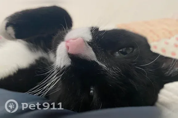 Lost and found pets Columbus, photo: Lost cat, Jervis Road, 2180, Columbus — female with a white belly