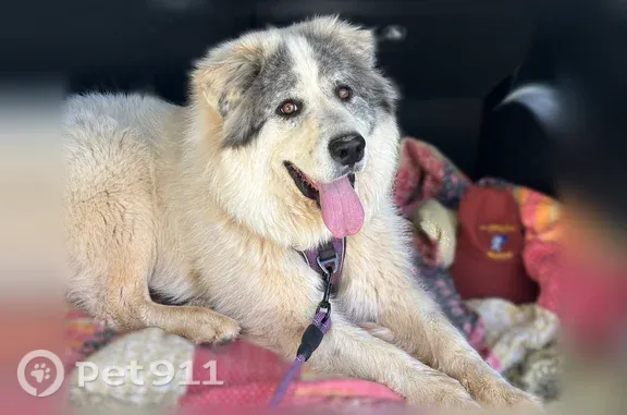 Lost dog, female, Mountainbrooke Court, 5657, Stone Mountain, Stone Mountain - photo
