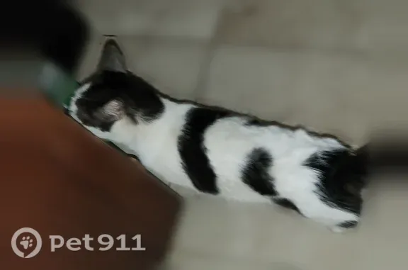 Lost and found pets Dallas, photo: Found cat, Mendenhall Drive, 4157, Dallas — affectionate female