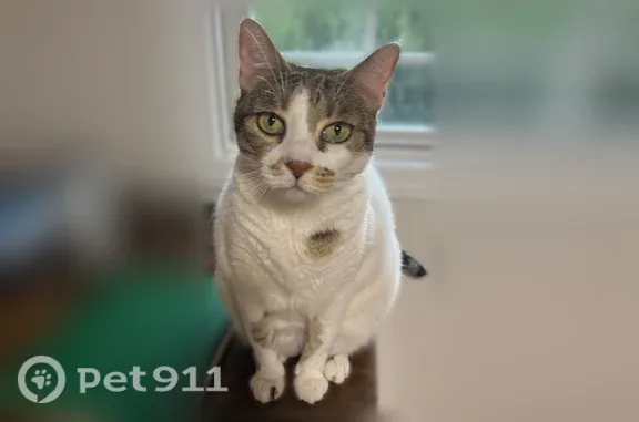 Lost cat, Lower Alden Drive, 328, Rahway — female with white, gray, and brown markings - photo