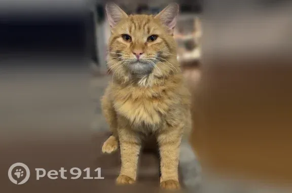 Lost cat, September Lane, 306, Angier — male orange tabby with 3 lower-lip freckles - photo