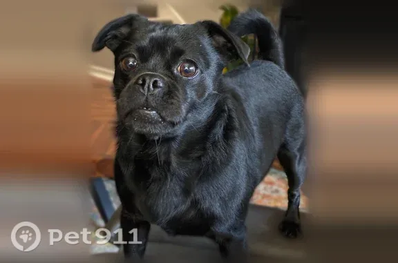 Lost dog, Roanoke Run, 7930, San Antonio — female Chihuahua/Pug/Dachshund mix with an underbite - photo