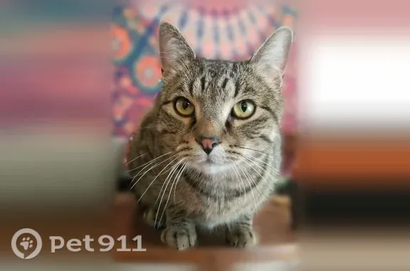 Lost and found pets Denver, photo: Lost cat, East Dartmouth Avenue, 4669, Denver — male gray tabby with black stripes